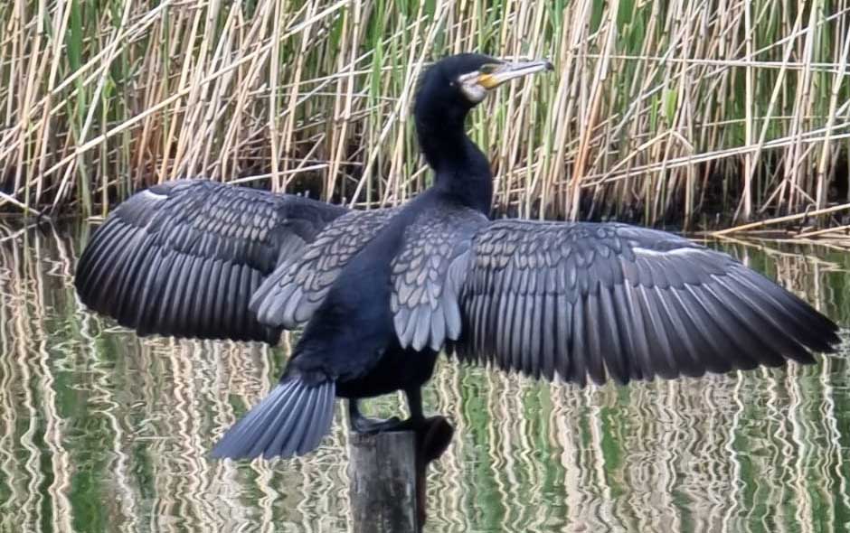   مصر اليوم - رصد طائر أبو قير النادر في الصين