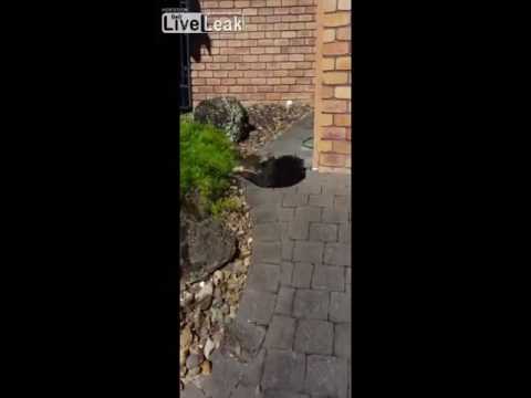 معركة بين قطتين أمام الكاميرا