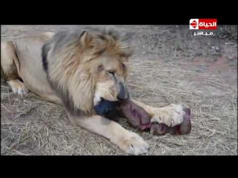 بالفيديو لقطات مرعبة وحصرية من كواليس البرنامج  هاني في الادغال 