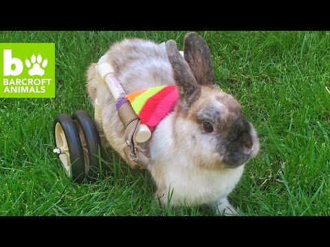 أرنب ينجو من الموت ليعيش حياة الرفاهية الرائعة