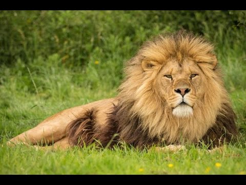 أسد يهاجم طفل فى حديقة حيوان يابانية