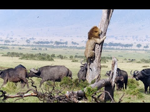 فيديو قطيع من الجاموس يقتل أسدا