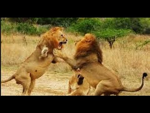 فيديو أقوى مشاهد الرعب لمعارك الأسود