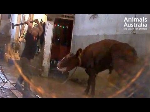 عجول أسترالية تبكي قبل تعذيبها حتى الموت في فيتنام