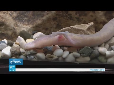 بالفيديو العلماء يراقبون تكاثر التنين في سلوفينيا