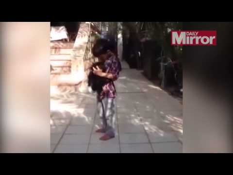طفل مغربي يحمي شمبانزي من ضبع جائع