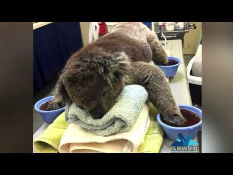 تحسن حالة دب الكوالا الناجي من حريق أستراليا