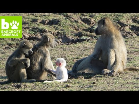 مصور يعثر على قرد أبيض نادر في زامبيا