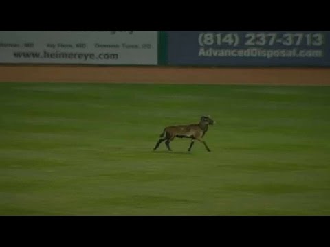 شاهد خروف يقتحم ملعب بيسبول ويتسبب في تأخر المباراة