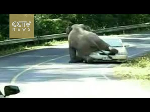 موسم التزاوج يدفع أنثى فيل لتحطيم السيارات