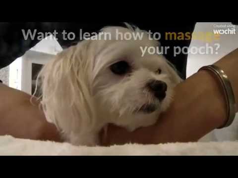 معاملة ملوك للكلاب في تايوان