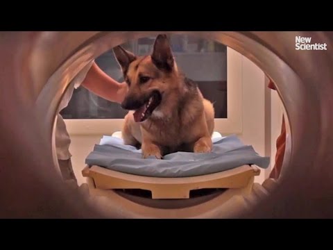 أشعة مقطعية على مخ كلب تثبت فهمهم للكلام