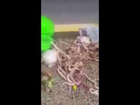 العثور على كمية هائلة من الثعابين داخل أغراض حاج في السعودية