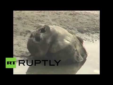 العثور على 30 جثة طافية على ضفاف نهر الغانج