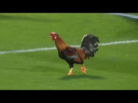 حيوانات اقتحمت الملاعب بعفوية