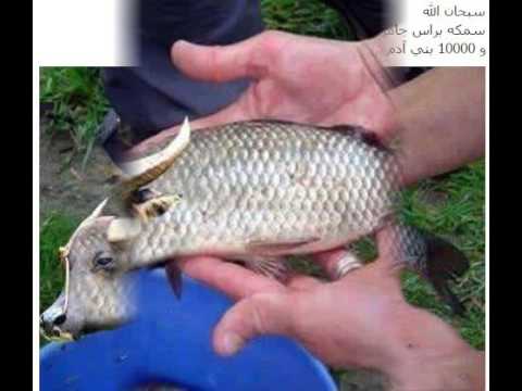 بالفيديو العثور على سمكة برأس جاموس بقري