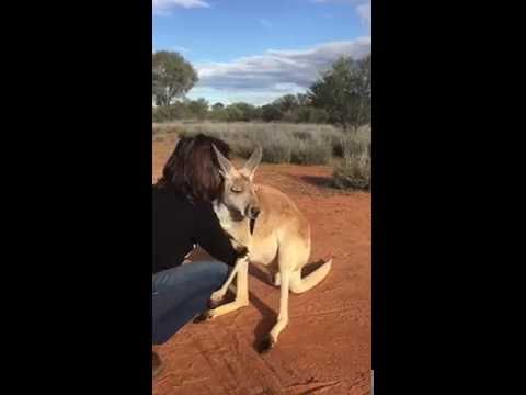 بالفيديو لص دراجات من نوع خاص