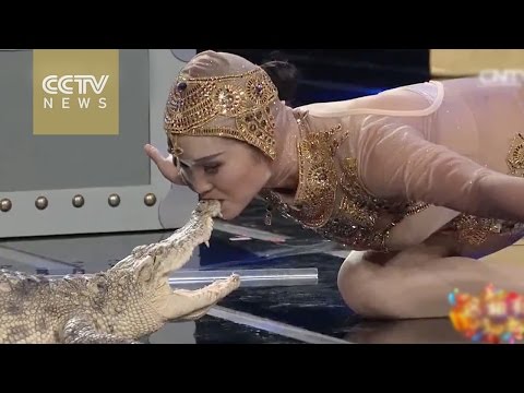 فتاة صينية جميلة تعطي تمساحًا قبلة من فمه في مشهد يوقف القلب