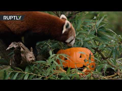 مشاهد جميلة من حديقة حيوانات تشيستر