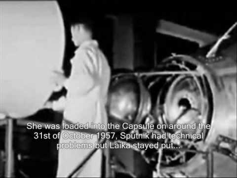 بالفيديو تعرّف على تفاصيل قصة الكلبة لايكابالفيديو تعرّف على تفاصيل قصة الكلبة لايكا