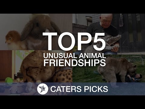 شاهد أبرز صداقات الحيوانات التي أخجلت البشر
