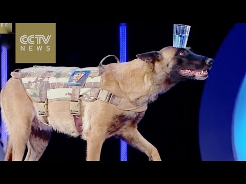 هاري الكلبة الأكثر توازنًا في العالم