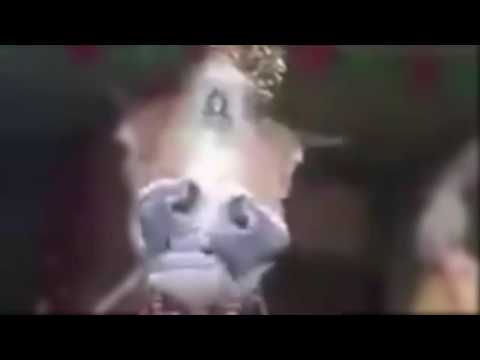 شاهد بقرة برأسين تأكل العشب