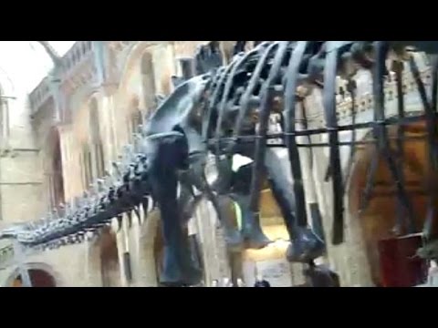 متحف التاريخ الطبيعي يستبدل الديناصور بالحوت