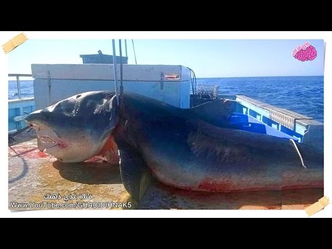 شاهد أغرب 10 مخلوقات تم اصطيادها على مرّ التاريخ