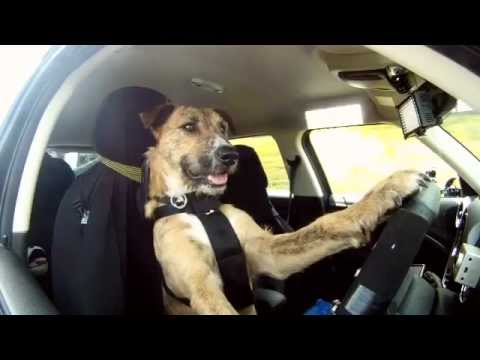 كلب مدرب يقود سيارة من ميني كوبر