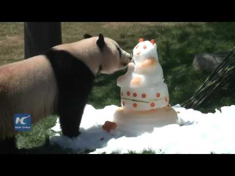 شاهد حفل وداع لثلاثة من الباندا قبل عودتهم للصين