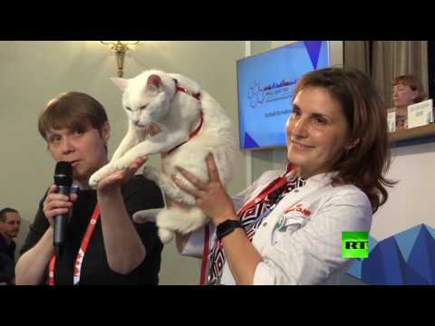 قط يتنبأ بنتائج مباريات كأس القارات 2017