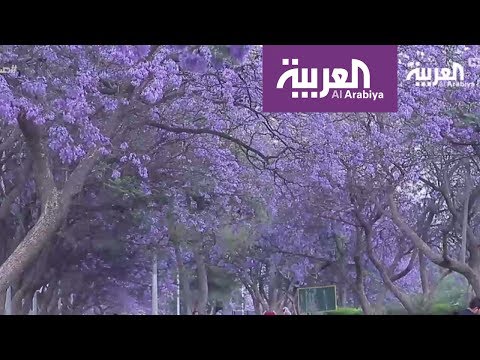 مدينة أبها تتزين بأشجار الغاكرندا اللاتينية