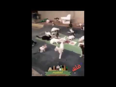 شاهد سعودي ينظم حفل غذاء للقطط فقط