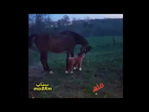 شاهد ردة فعل حصان بعد ما وضعوا دمية تشبهه بجانبه