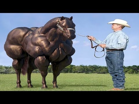 شاهد أغرب ما يمكن أن تتخيله عن الخيل