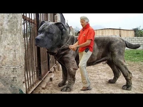 شاهد أكبر وأضخم 10 كلاب حراسة في العالم