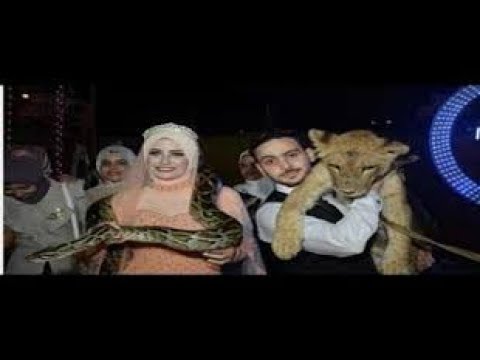 شاهد شاب مصري يدشّن حفلة خطوبته داخل قفص للأسود