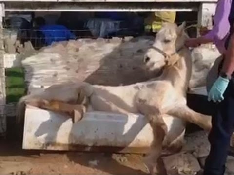 عملية إنقاذ لحصان علق في بانيو