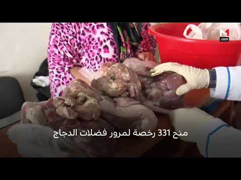 شاهد إجراءات مكثّفة لضمان السلامة الصحية خلال عيد الأضحى