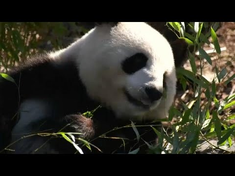 شاهد أنثى الباندا العملاقة المعارة من الصين منغ منغ حامل