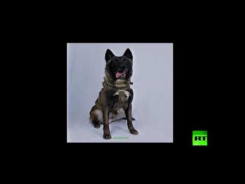 شاهد البنتاغون يعرض صورًا وفيديو لعملية قتل البغدادي في سورية