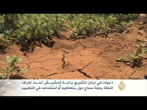 مزارعون لبنانيون يطالبون بزراعة الحشيش بدلا من الفاكهة