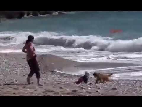 كلب يحمي رضيعا من الغرق في غفلة من والدته