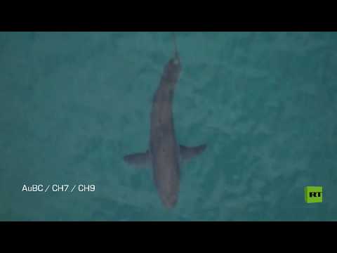 شاهد سمكة قرش تقتل راكب الأموج الستيني في أستراليا