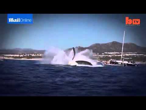 الحوت الأحدب يقوم بـ 12 قفزة في المياه