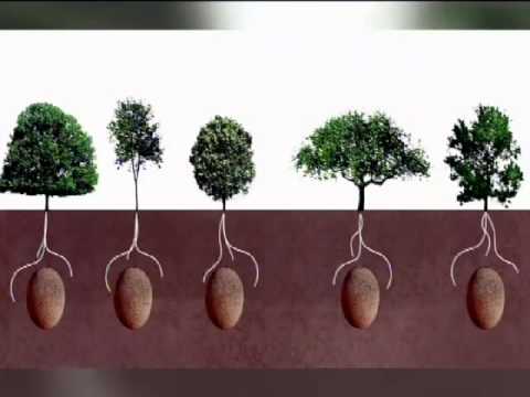 ابتكار إيطالي لتحويل الأموات إلى غذاء للأشجار