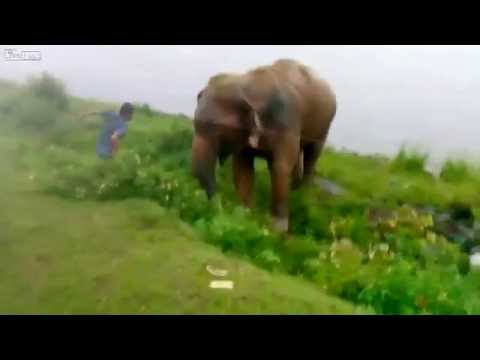 فيل يدهس شابًا مخمورًا ألقى بنفسه أمامه