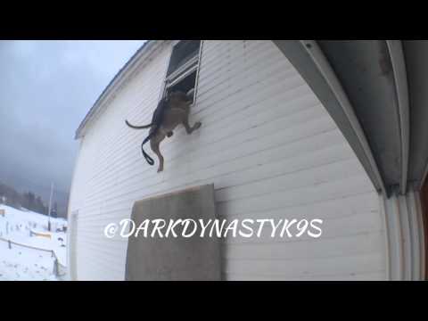 كلب بيتبول يتمكن من الإمساك بلصٍ