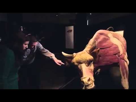 معرض للأجسام منزوعة الجلد في بريطانيا